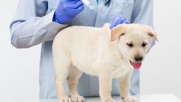 Vacinação contra raiva em cães e gatos foi adiada pela Secretaria de Saúde