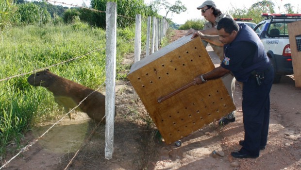 GCM realiza mais uma soltura de animal silvestre