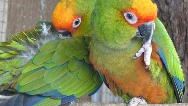 Zoológico estará aberto neste sábado