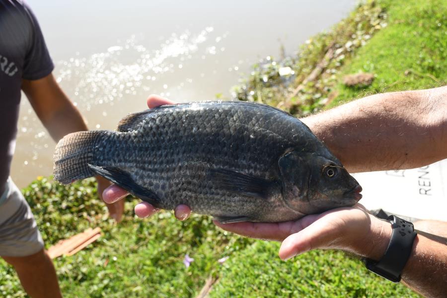 SOLTURA DOS PEIXES PARA O 6º TORNEIO DE PESCA NA REPRESA