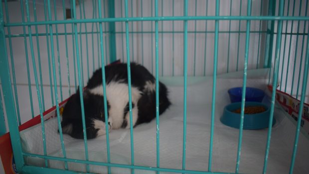 PREFEITURA JÁ REALIZOU 300 CASTRAÇÕES DE ANIMAIS EM 2020