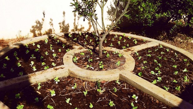 Alunos desenvolvem projeto ambiental com horta na escola