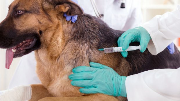 Campanha de vacinação contra raiva de cães e gatos começa dia 07 de agosto