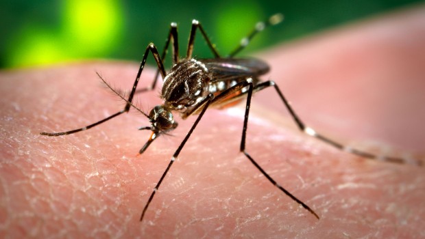 Mobilização social contra a dengue começa dia 23