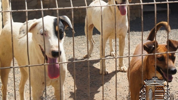 Prefeitura ajuda a manter Canil e inaugurará Clínica Veterinária