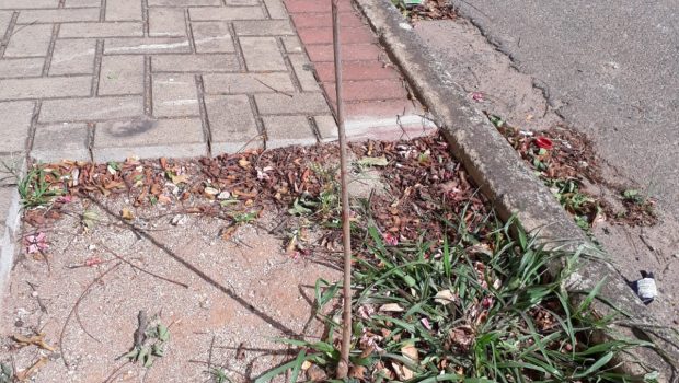 ÁRVORES PLANTADAS EM PRÉDIOS PÚBLICOS SOFREM VANDALISMO