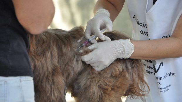 ENCERRADA A CAMPANHA DE VACINAÇÃO CONTRA A RAIVA NO MUNICÍPIO