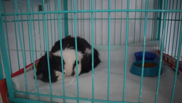 PREFEITURA DE VARGEM CASTROU MAIS DE 2.100 ANIMAIS