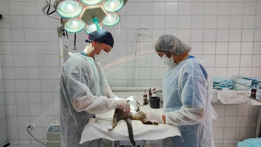 CLÍNICA VETERINÁRIA DO MUNICÍPIO PARTICIPA DO CASTRALAT 2023