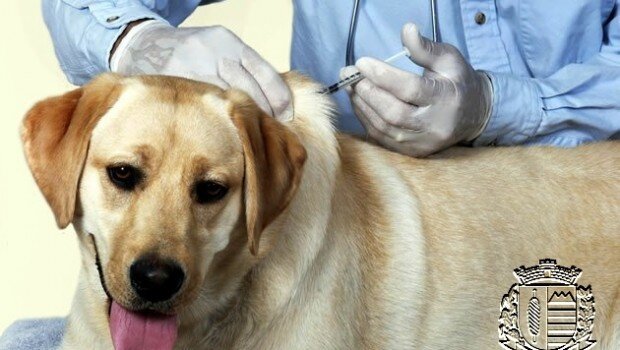 Vacinação em cães e gatos começa dia 3 de novembro